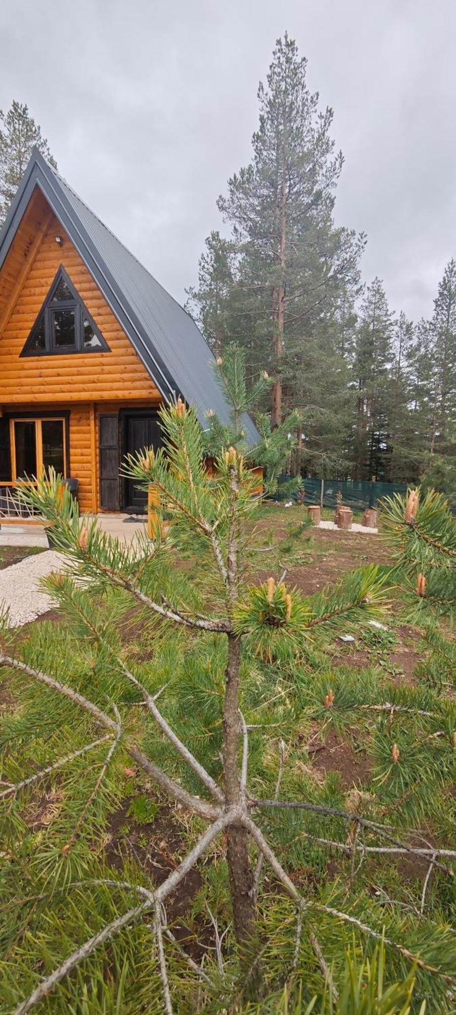 Pine Forest-White Zabljak  Exterior photo
